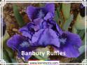 Banbury%20Ruffles%20.jpg