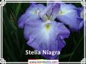 Stella%20Niagra%20.jpg