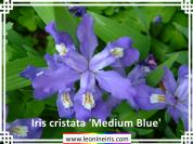 Iris%20cristata%20%27Medium%20Blue%27%20.jpg