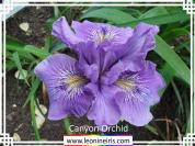 Canyon%20Orchid%20.jpg