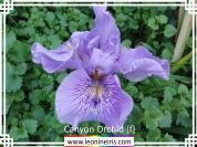 Canyon%20Orchid%20%7Bf%7D%20.jpg