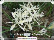 Iris%20chrysophylla%20~%20mass%20.jpg