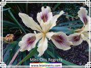 Miss%20Otis%20Regrets%20.jpg