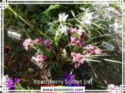 Peachberry%20Sorbet%20%7Bm%7D%20.jpg