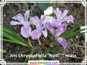 Iris%20chrysophylla%20%27Noti%27%20~%20mass%20.jpg