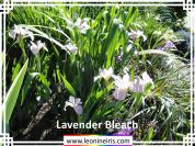 Lavender%20Bleach%20.jpg