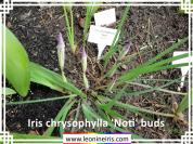 Iris%20chrysophylla%20%27Noti%27%20buds%20.jpg