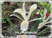 Iris%20chrysophylla%20.jpg