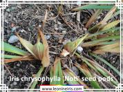 Iris%20chrysophylla%20%27Noti%27%20seed%20pods%20.jpg
