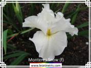 Monterey%20Snow%20%7Bf%7D%20.jpg