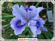 Mendocino%20Blue%20.jpg