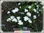 Monterey%20Snow%20%7Bm%7D%20.jpg