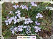 Periwinkle%20Persian%20%7Bm%7D%20.jpg