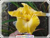 Laureles%20%7Bf%7D%20.jpg