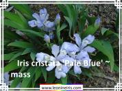Iris%20cristata%20%27Pale%20Blue%27%20~%20mass%20.jpg