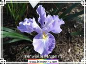 Periwinkle%20Persian%20%7Bf%7D%20.jpg