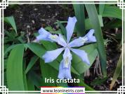 Iris%20cristata%20.jpg