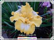 Focus%20Group%20%7Bf%7D%20.jpg