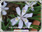 Iris%20cristata%20%27Light%20Blue%27%20.jpg