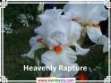 Heavenly%20Rapture%20.jpg