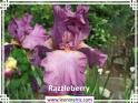 Razzleberry%20.jpg