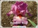 Ramblin%27%20Rose%20.jpg