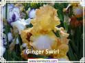 Ginger%20Swirl%20.jpg