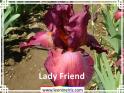 Lady%20Friend%20.jpg