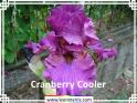 Cranberry%20Cooler%20.jpg