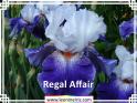 Regal%20Affair%20.jpg