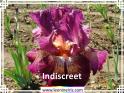 Indiscreet%20.jpg