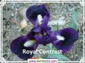 Royal%20Contrast%20.jpg