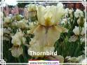 Thornbird%20.jpg