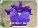 Bellender%20Blue%20.jpg