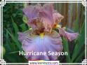 Hurricane%20Season%20.jpg