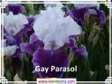 Gay%20Parasol%20.jpg