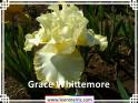 Grace%20Whittemore%20.jpg