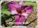 Plantation%20Belle%20.jpg