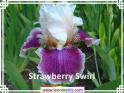 Strawberry%20Swirl%20.jpg