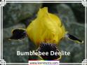 Bumblebee%20Deelite%20.jpg