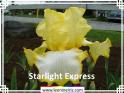 Starlight%20Express%20.jpg