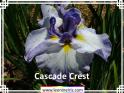 Cascade%20Crest%20.jpg