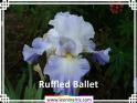 Ruffled%20Ballet%20.jpg