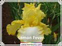 Lemon%20Fever%20.jpg