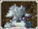 Snowbrook%20.jpg