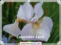 Lavender%20Lace%20.jpg