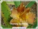 Honey%20Jumble%20.jpg