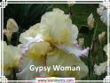 Gypsy%20Woman%20.jpg