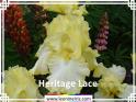 Heritage%20Lace%20.jpg