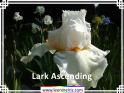 Lark%20Ascending%20.jpg